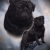 knightskye-pugs